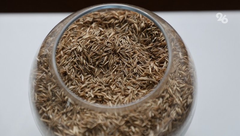      Фото: Дмитрий Ахмадуллин / / ИА «Победа26»