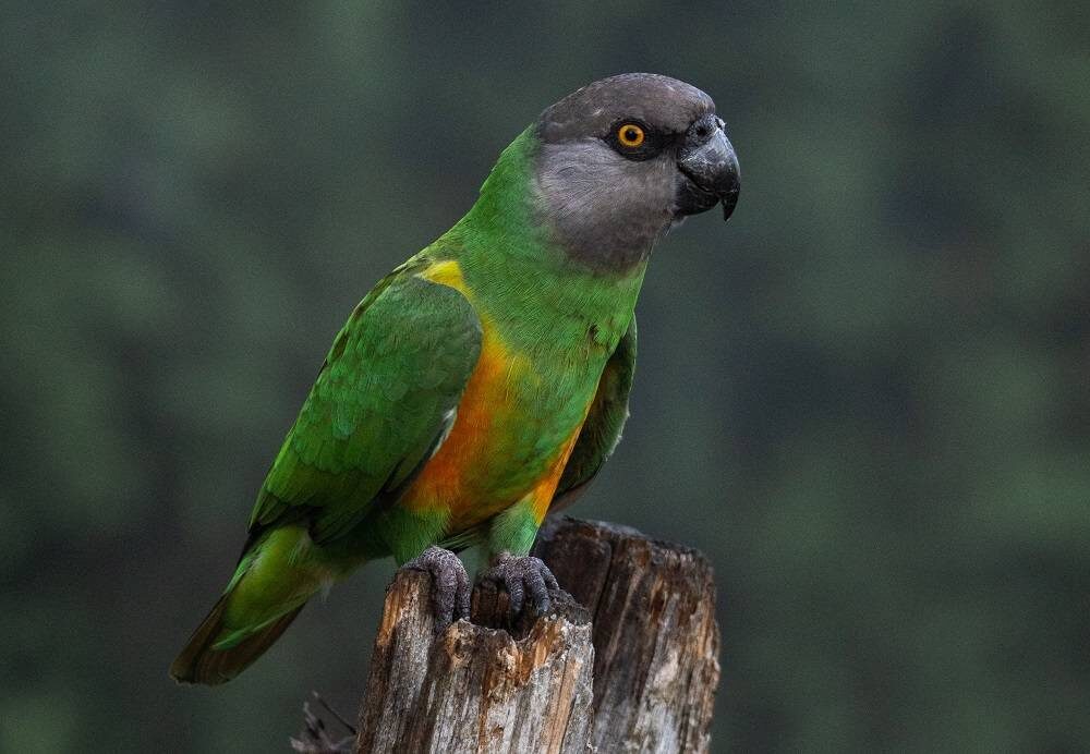 Очаровательный хитрец: пронзительный взгляд сенегальца не оставляет равнодушным.