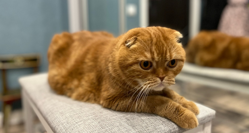    Фото prochepetsk.ru