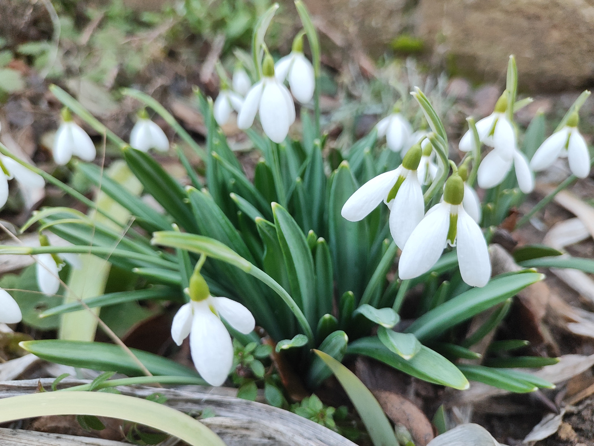 подснежники на нашем участке