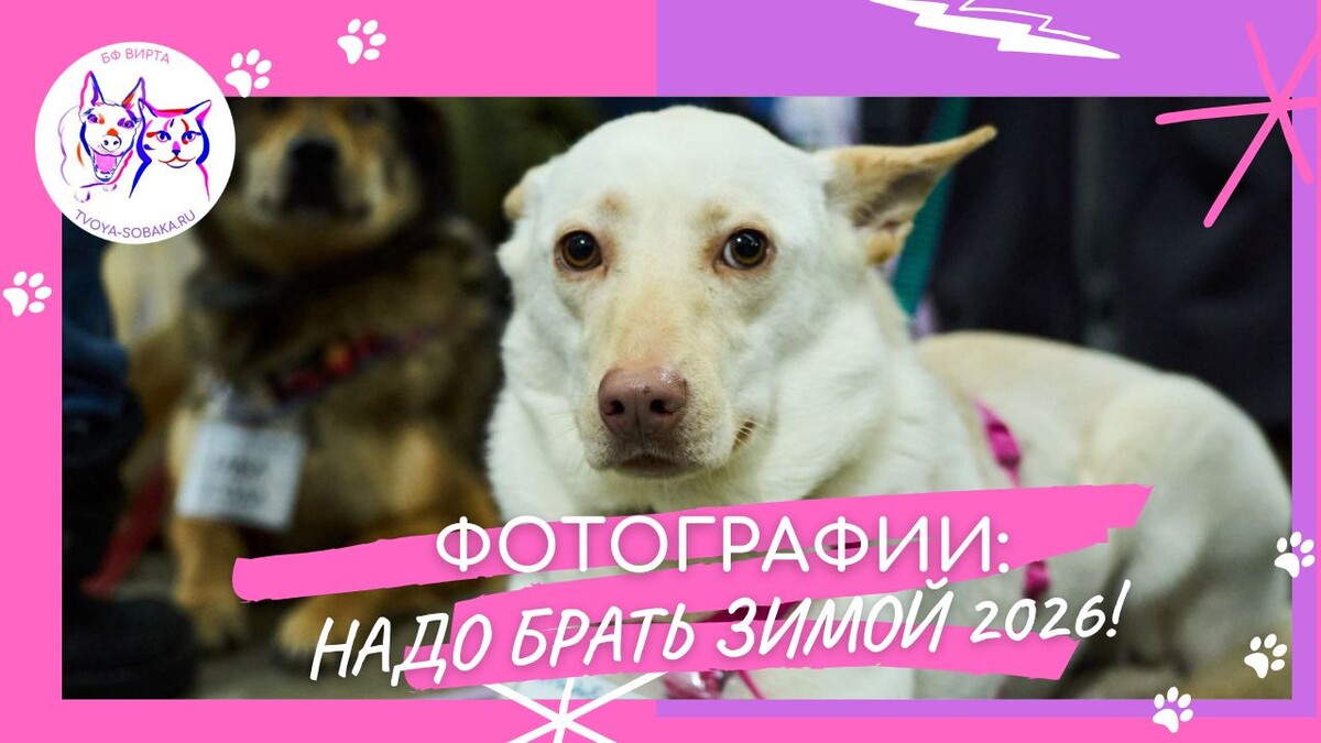 Груша, 3 года