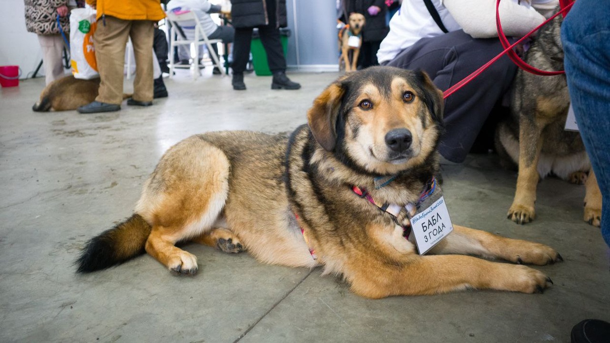 Бабл, 3 года