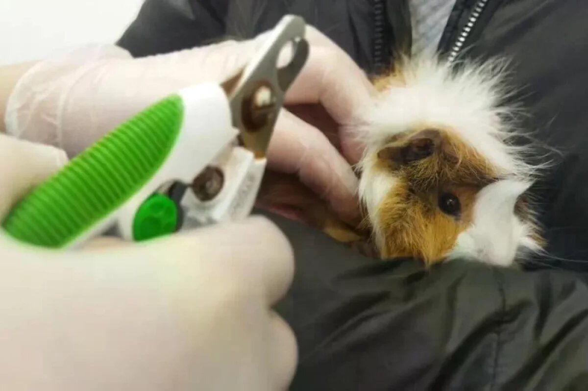    Саратовские ветеринары спасли морскую свинку Марусю от длинных когтей