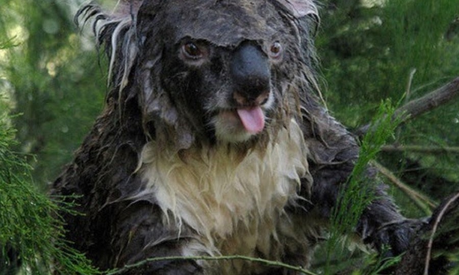 Коала: Жизнь в полном неадеквате. Глупость этого зверя запредельна. Но в этом и преимущество