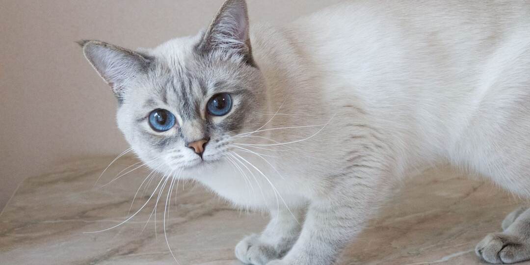 Навеяло прошедшей выставкой кошек - мои мысли вслух