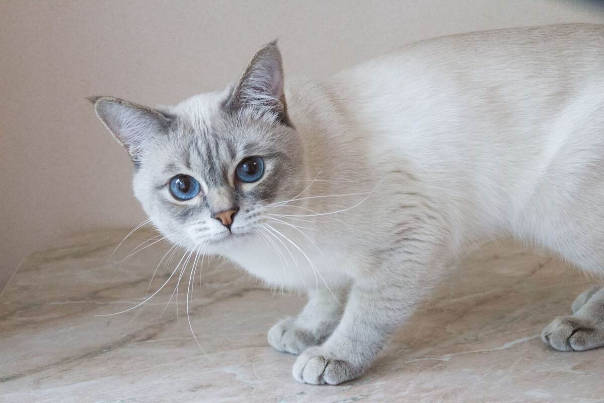 Аскольд Тайская Легенда, окрас блю-тэбби пойнт