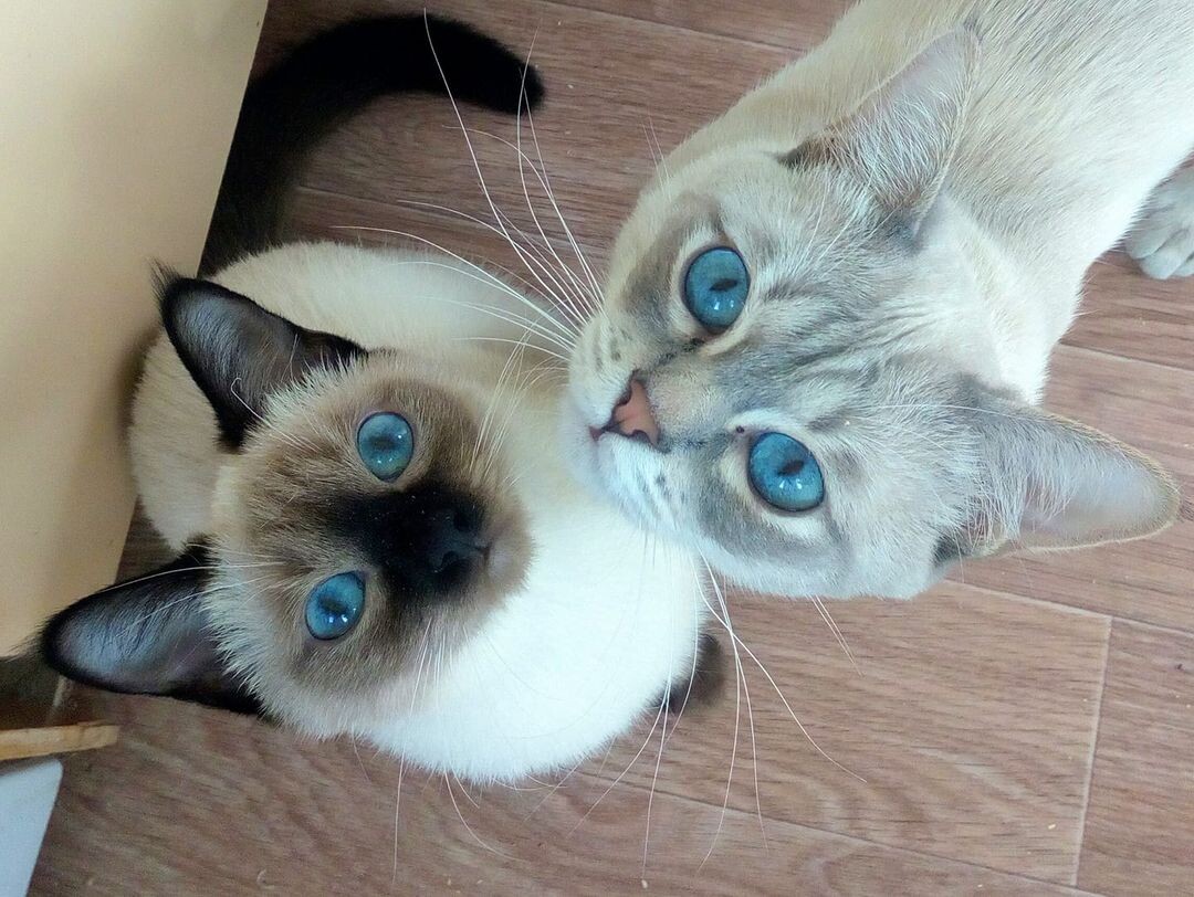 Янжин Мэджик Кэт и Аскольд Тайская Легенда