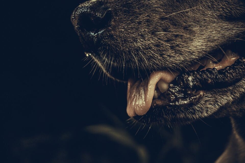    Собака. Источник: unsplash.com