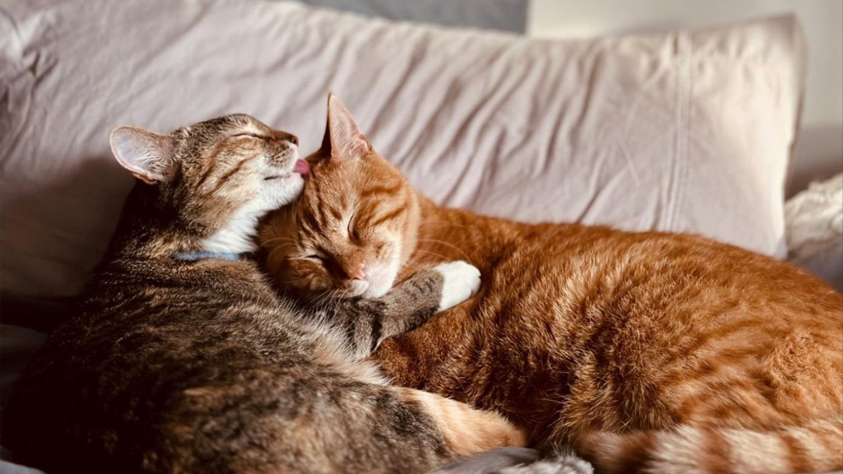    Россия занимает третье место в мире по числу домашних кошек — 49 миллионов пушистых жителей