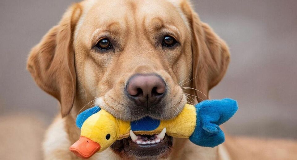    REGIONS/Сгенерировано нейросетью