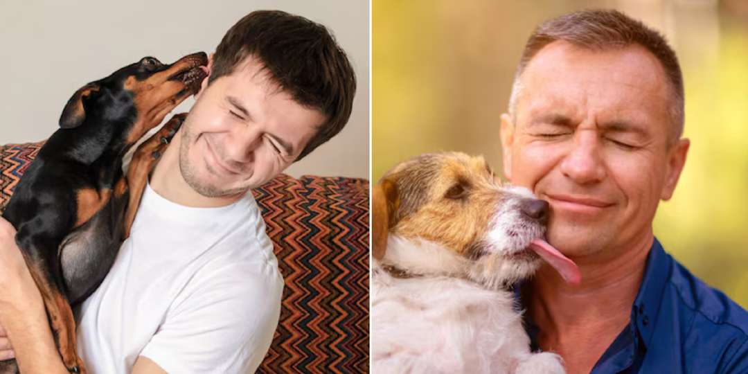 Зачем собака лижет человека: что она хочет сказать