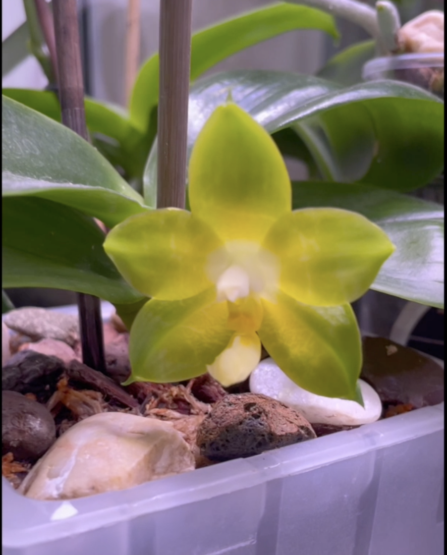 Орхидея подросток Весенняя канарейка - Phalaenopsis Joy Spring Canary (ароматная). Вт цветение. Орхидеи С Еленой Кузнецовой