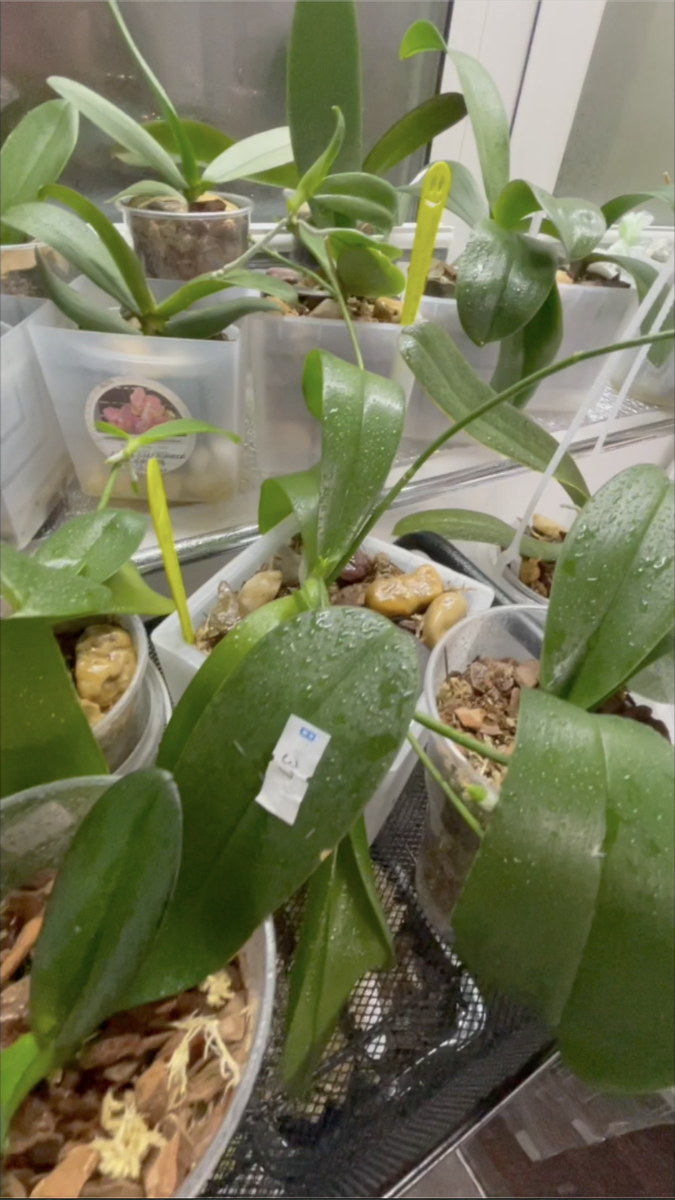 Азиатская орхидейная рассада в размере 1.7 и 2,5 дюймов. Орхидеи С Еленой Кузнецовой