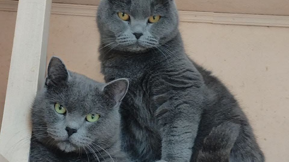 🏡🐾 Из приюта - в семью: Как помочь коту привыкнуть к лотку