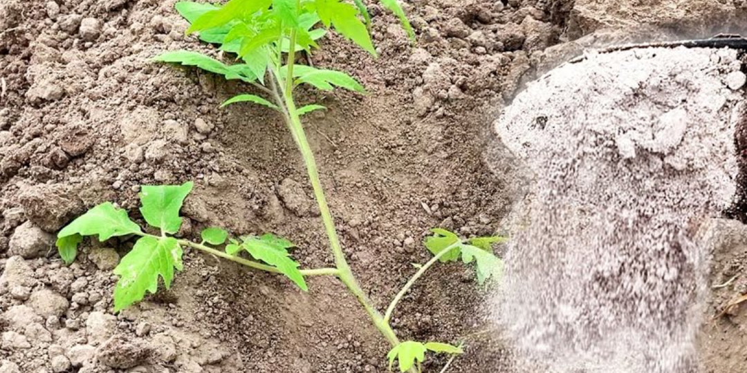 Помидоры прут без остановки и заваливают урожаем. Оригинальный способ посадки от сибирских дачников