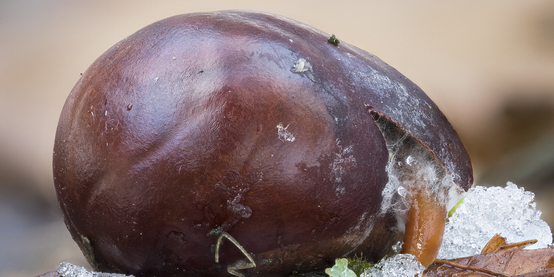 Холодильник вместо зимы: почему некоторым семенам обязательно нужно замерзнуть и как это правильно сделать