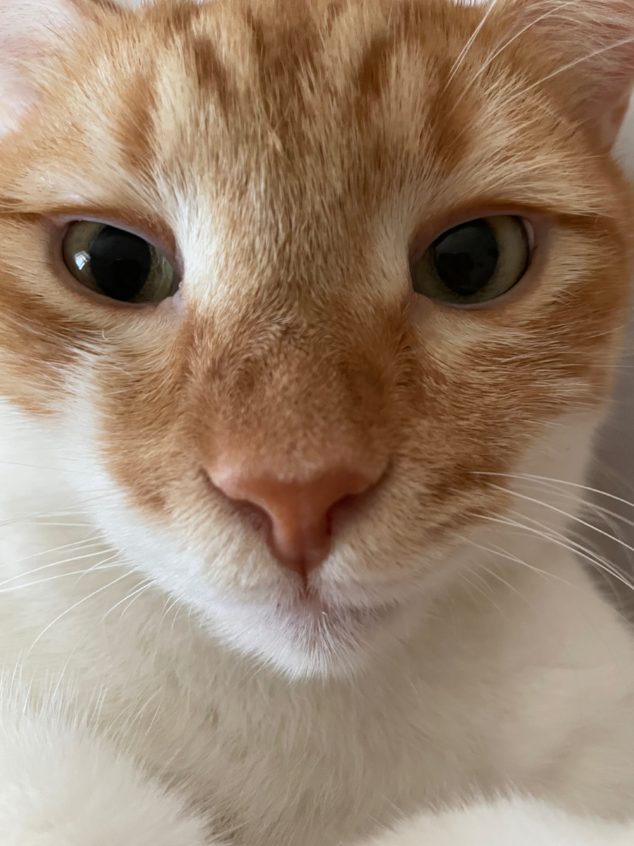 Мой Себастьян