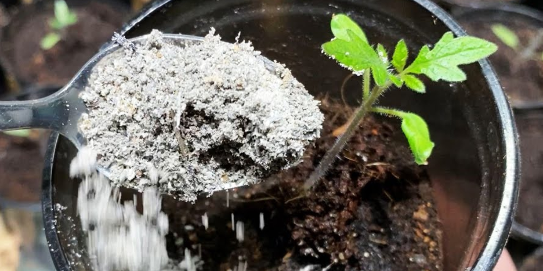 За 7 дней вся рассада попёрла в росте! После пикировки использую новую схему подкормок