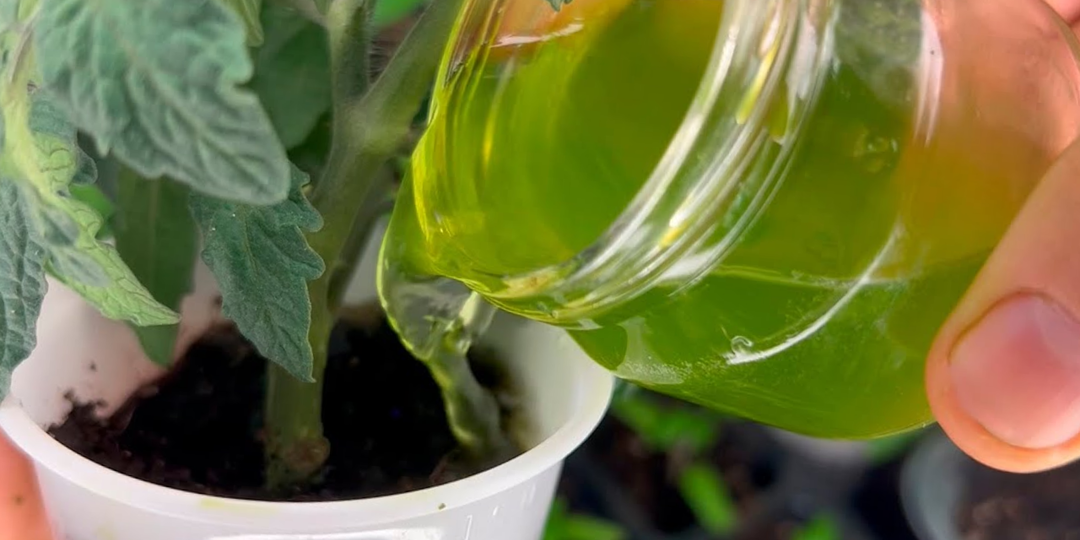 Молодая рассада «балдеет» после «таёжной» подкормки. Растёт мощной и даёт в 3 раза больше урожая