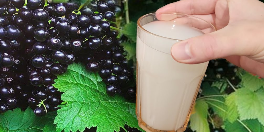 Хотите смородину крупнее черешни? Одна подкормка весной, и ягода гарантированно будет сочной и сладкой