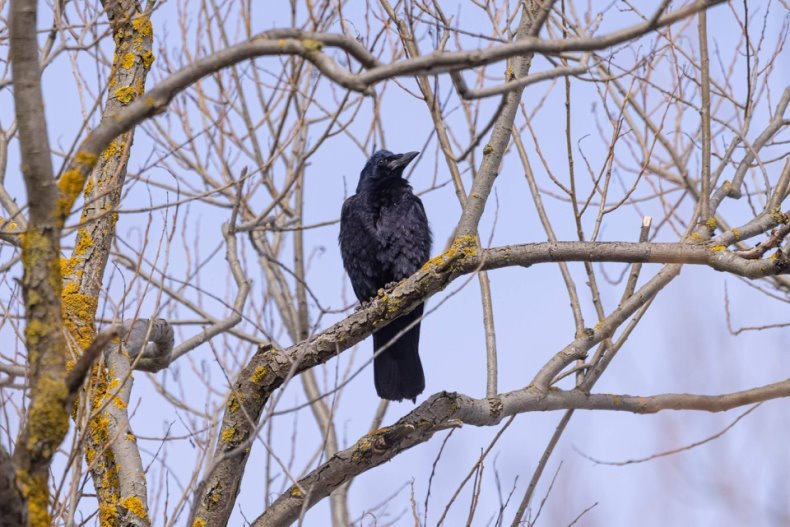 ПРИМЕТЫ ВЕСНЫ