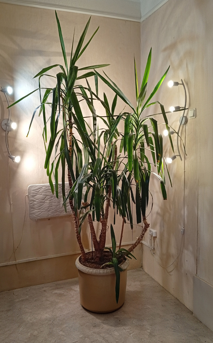 Вот так теперь выглядит этот угол. Светильники работают как интерьерные, а заодно и как «солнце» для пальмы.