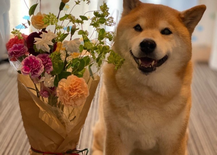 Как появились и почему так популярны сиба-ину