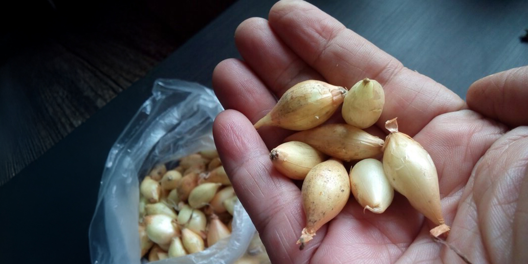 Кто пробует, потом жалеет, что раньше не делал: полная схема подготовки лука-севка весной к посадке