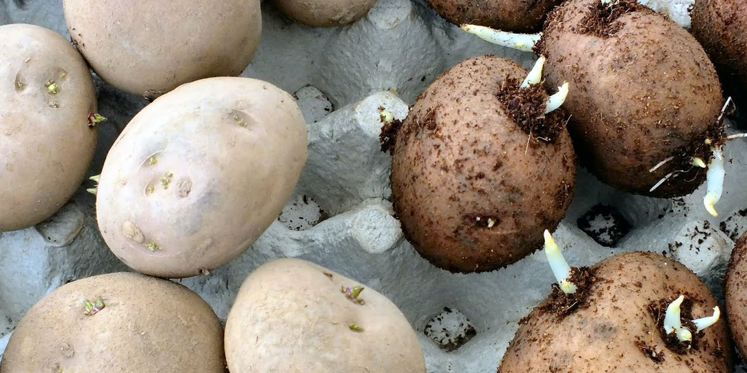 В темноте или на свету? Как проращивать картошку, чтобы урожайность выросла в 3 раза (совет от агронома)