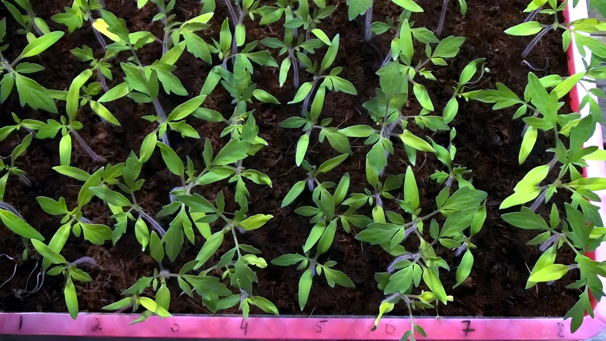 Посев томатов на рассаду в 2026 году: сроки, подготовка семян, способы посева. Полная инструкция для начинающих. Фото автора(Все права защищены)