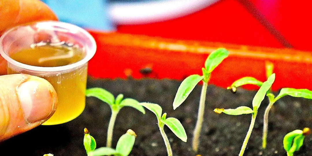 Когда начинать подкармливать рассаду томатов после всходов: первые признаки голодания на листьях