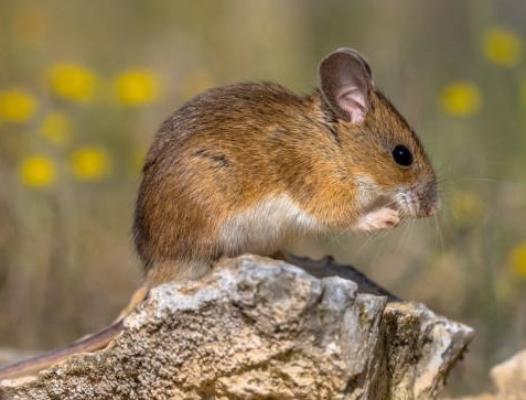 Грызуны в птичнике