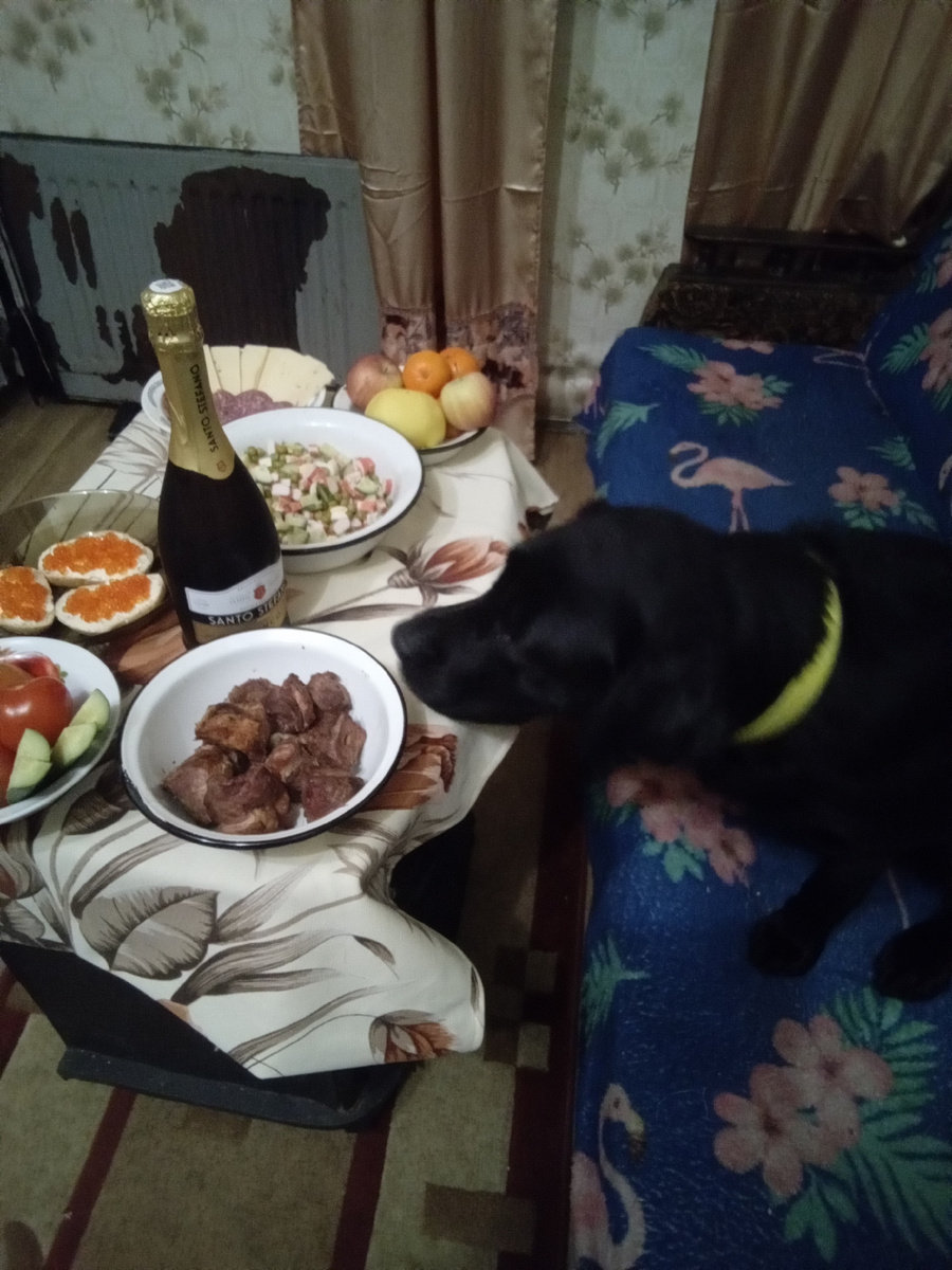 Фото автора. Очень хочется спереть шашлык, но я умею держать себя в лапах!