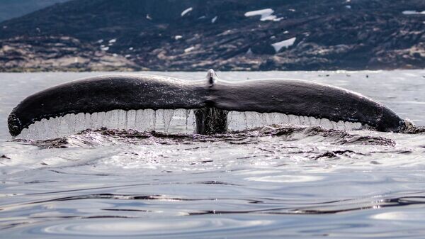    © Sputnik / Дмитрий Дубов