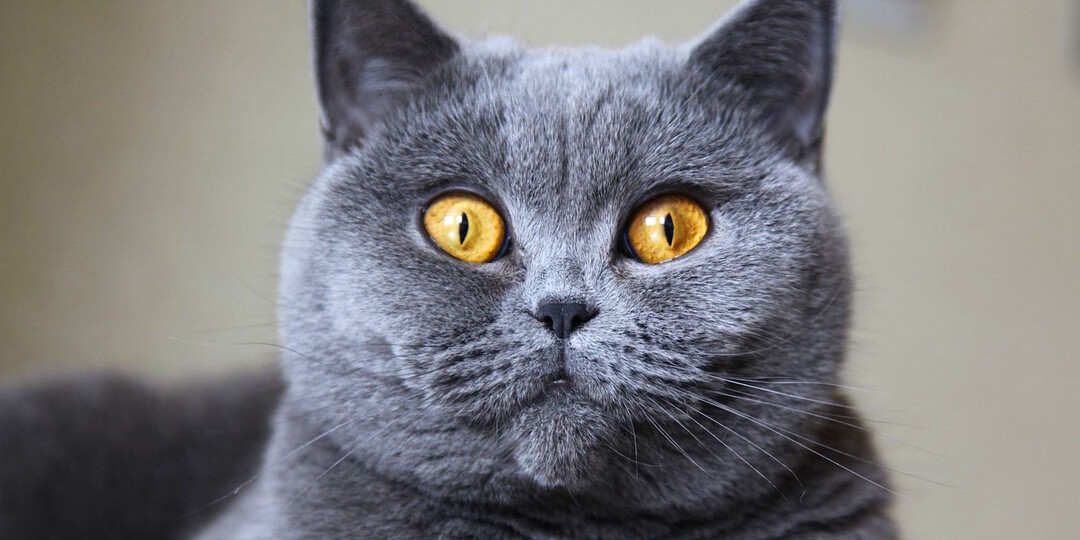 10 фактов про британскую короткошерстную, которые нужно знать перед тем, как заводить породу