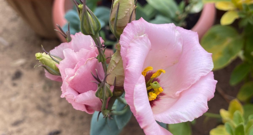    фото smilekaluga.ru