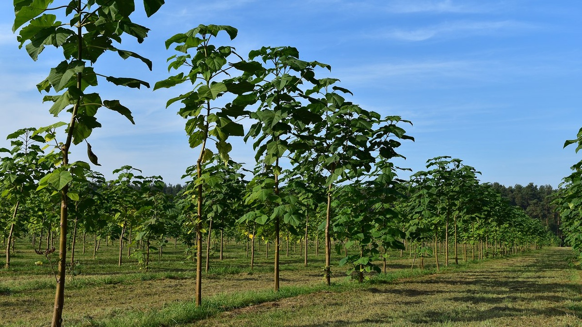 Плантация Павловнии — природный «фильтр» для CO₂: Выращивание быстрорастущих деревьев - мощный вклад в углеродную нейтральность и ESG-стратегию.