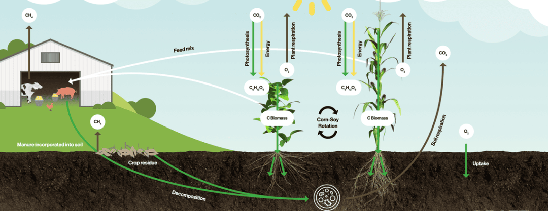 Карбоновые фермы: поглощение CO₂ в России и мире на примере быстрорастущих деревьев