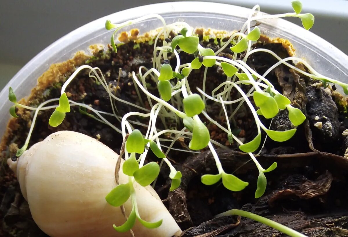 Фото автора. Ростки гипсофилы белой.