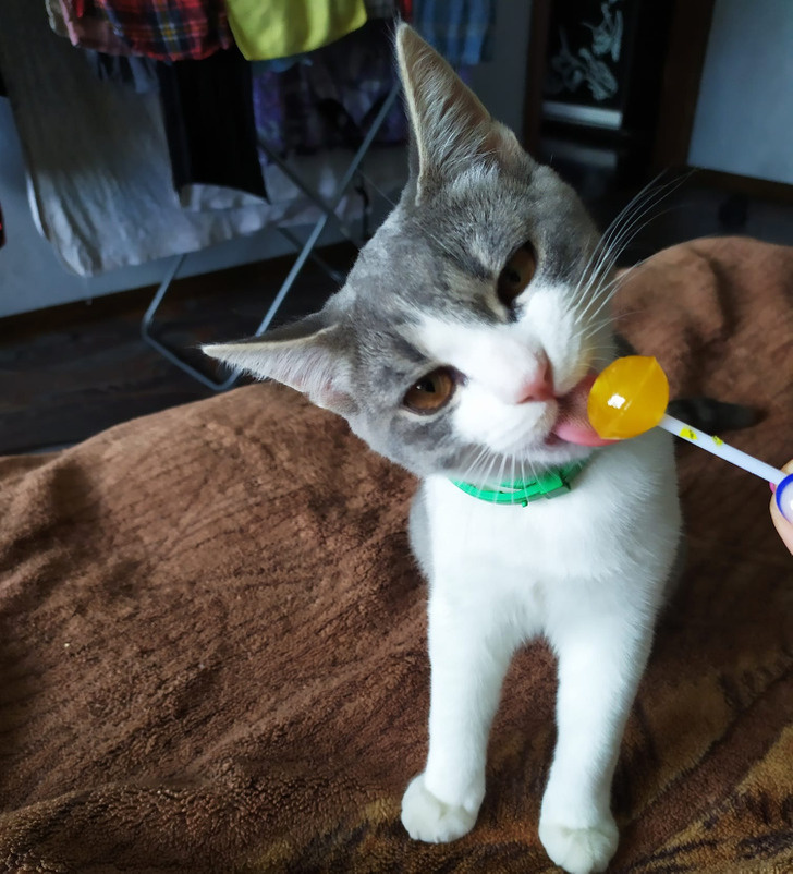 © Алёна Аничкина 