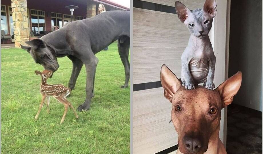 15 доказательств, что дружба в природе не подчиняется никаким правилам