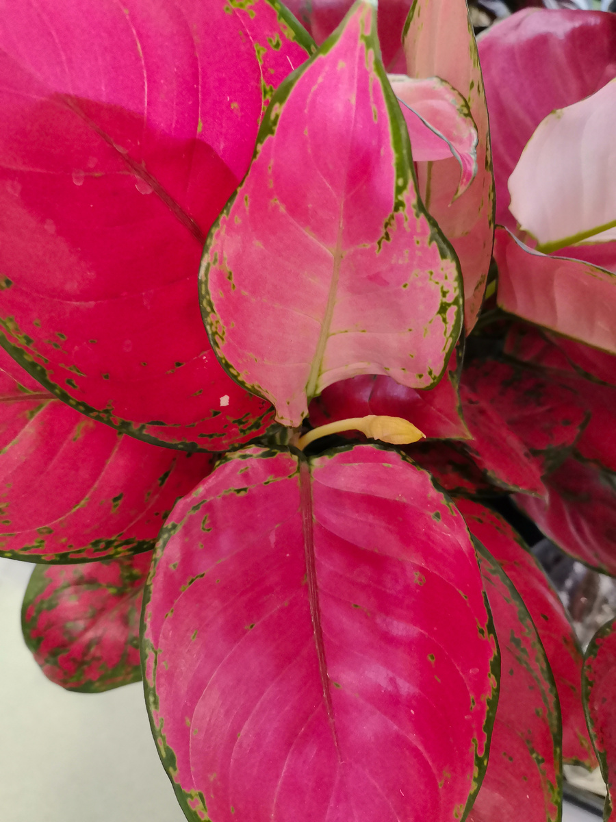 Декоративные листья аглаонемы создадут яркое пятно в интерьере