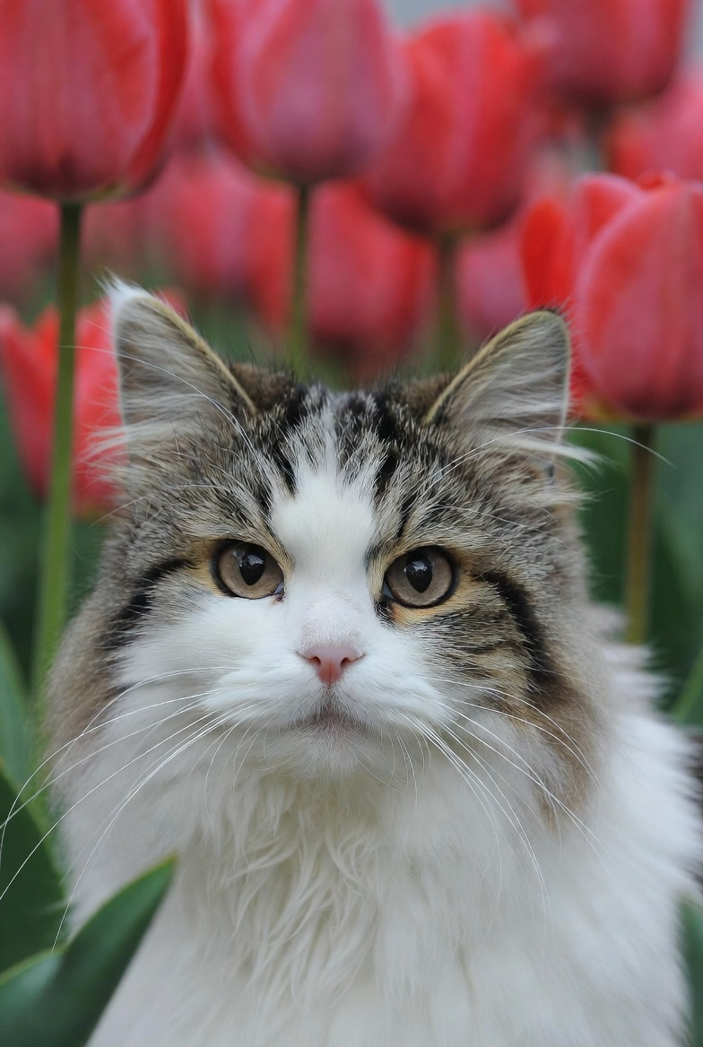 Кот в тюльпанах