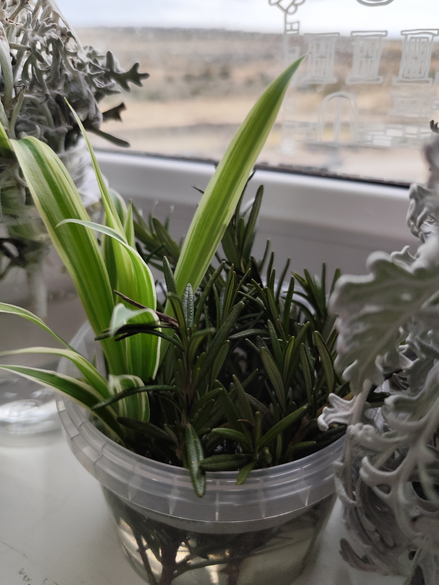 Розмарин в ёмкости с хлорофитумом 