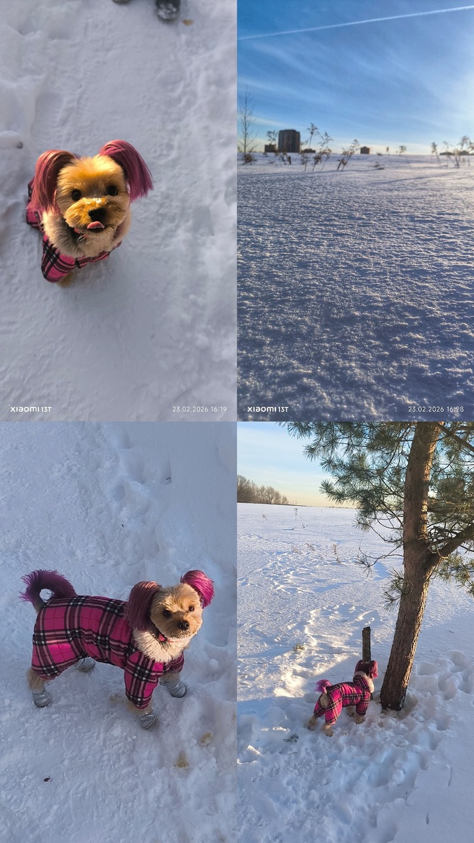 Прогулки. Конец февраля 2026 года