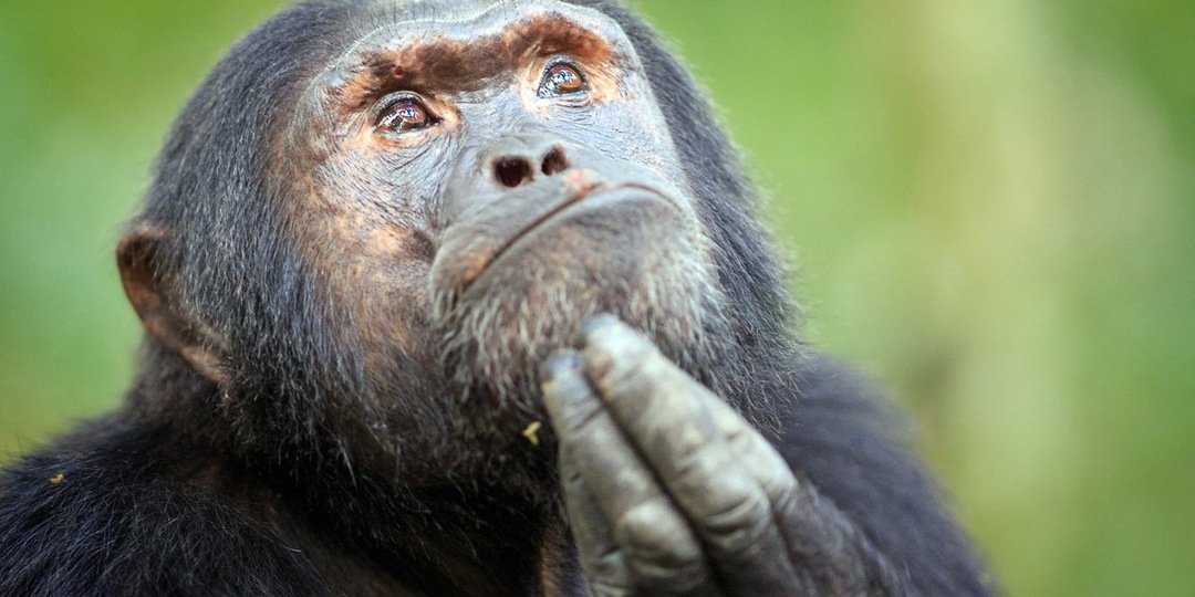 Объединение "Белый Царь" или "Белого Царя"?