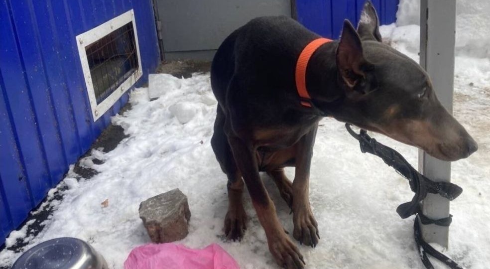 Три дня назад у подъезда нашли молодого добермана