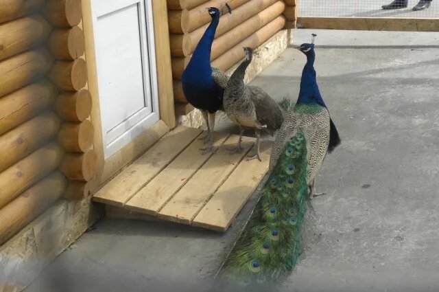    К чему снится павлин?