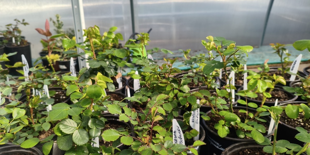 Как перезимовали розы, отчеренкованные в 2025 году, — 2 марта 2026 г.