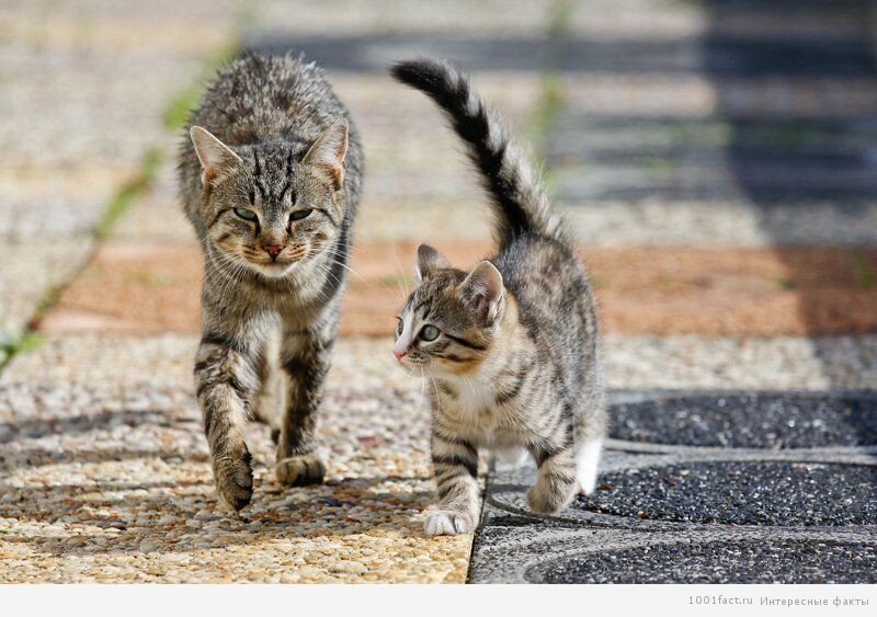 источник фото: https://cont.ws/uploads/pic/2018/5/1%20%2838%29.jpg